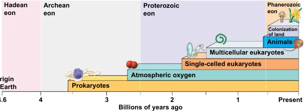Figure 15.4-0 Hadean eon Archean eon Proterozoic eon Phanerozoiceon Origin of Earth Prokaryotes Atmospheric oxygen Single-celled eukaryotes Multicellular eukaryotes Animals Colonizationof land Present Billions of years ago