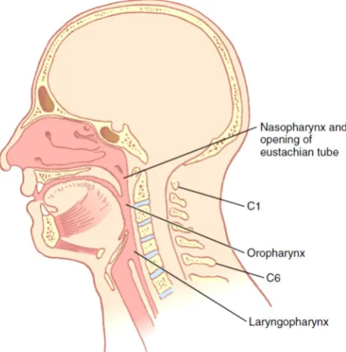 Figure 4GLOTTIC VIEW DURING DIRECT LARYNGOSCOPY