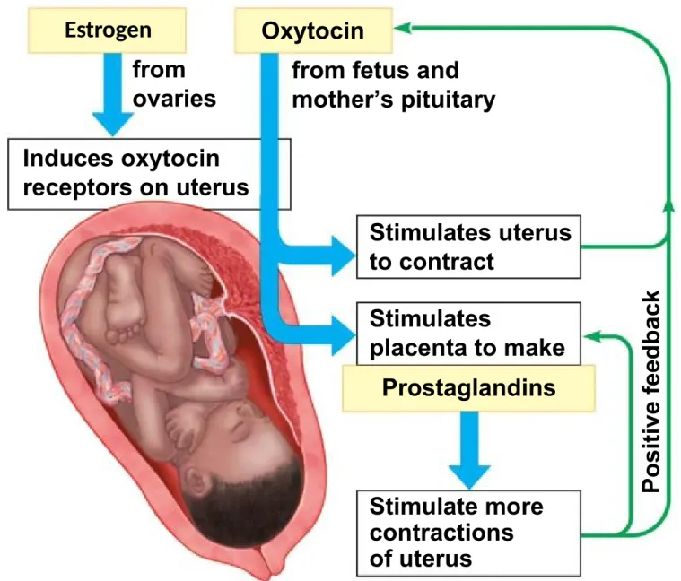 Figure 27.17a from ovaries Induces oxytocin receptors on uterus Oxytocin