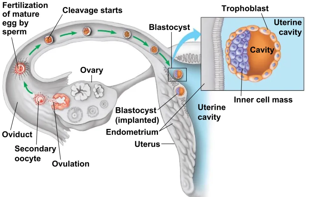 Figure 27.15ab Trophoblast Cavity UterinecavityBlastocystCleavage startsFertilizationof matureegg bysperm Oviduct Secondary oocyte Ovulation Ovary Blastocyst (implanted)Endometrium Uterus Uterinecavity