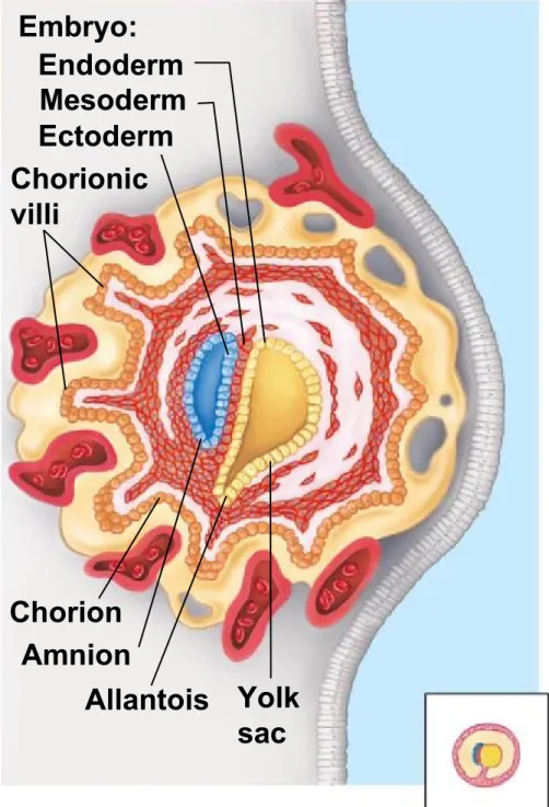 Figure 27.15e Embryo: Endoderm Mesoderm Ectoderm Chorionic villi AmnionChorion Allantois Yolk sac