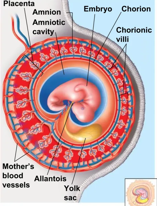 Figure 27.15f Placenta Amnion Amniotic cavity Mother’s  blood