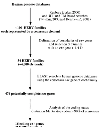 FIG. 1. Flow chart for the identiﬁcation of the 16 coding envelopegenes of the human genome (see Results).