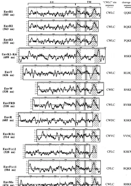 FIG. 2. Structural organization and characteristic features of the 16 identiﬁed HERV envelope proteins