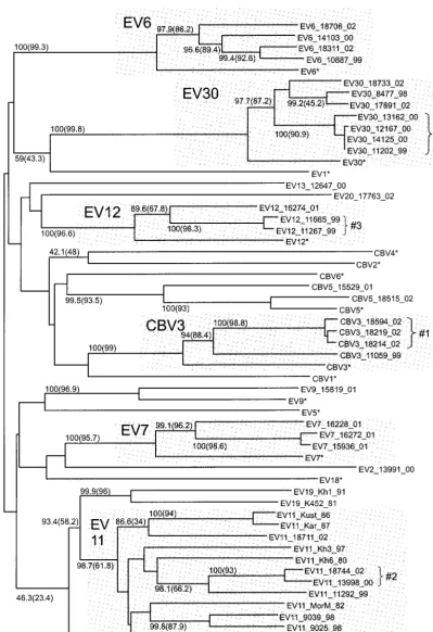 FIG. 2. Phylogenetic tree for the VP1 region (nt 3017 to 3343), created with ClustalX software