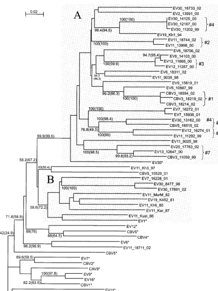 FIG. 3. Phylogenetic tree for the 3D region (nt 5885 to 6481). See the legend to Fig. 2 for details