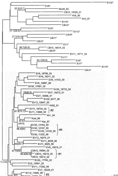 FIG. 4. Phylogenetic tree for the 5� NTR (nt 337 to 600). See the legend to Fig. 2 for details