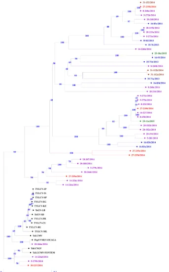 Figure 3. Phylogenetic tree obtained with the DNA sequences of the CP 48 isolates Begomovirus Togo, after Bootstrap analysis with 1000 repeti-rus—Mild [Shizuokua] (AB014346), TYLCV-CU Tomato yellow leaf curl virus-Cuba (AJ223505), TYLCV-ML: Tomato yellow l