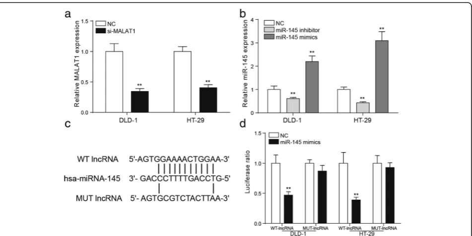 Table 2 Correlation between MALAT1/SOX9 expression and clinicopathologic characteristics in 40 cases of colorectal cancer tissues