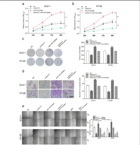 Fig. 5 The effects of MALAT1 on proliferation, invasion and migration of colorectal cancer cells through regulating miR-145 a and b cell proliferationof DLD-1 and HT-29, cell proliferation of si-MALAT1 group was the lowest, NC group and si-MALAT1 + miR-145