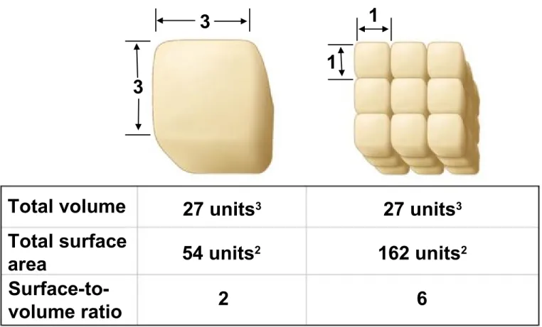 Figure 4.2a Total volume 3 3 1 1 2 6Total surfacearea Surface-to-volume ratio 27 units 3 27 units 354 units2162 units 2