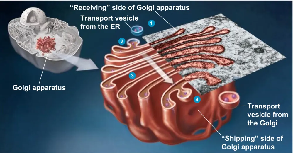 Figure 4.9 Golgi apparatus 123 4