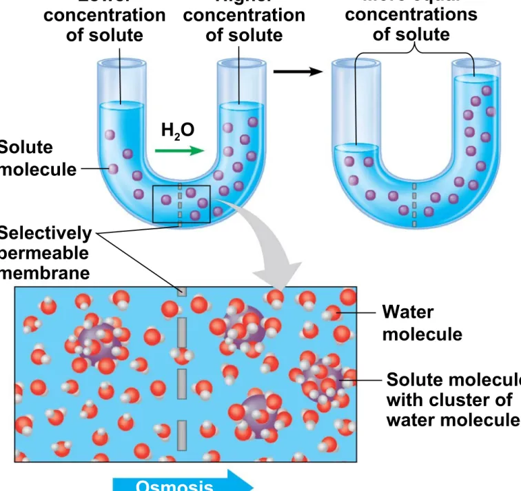 Figure 5.4 Solute molecule Selectively permeable membrane Water molecule Solute molecule with cluster of  water molecules OsmosisH2OLowerconcentrationof solute Higher concentrationof solute More equal concentrationsof solute