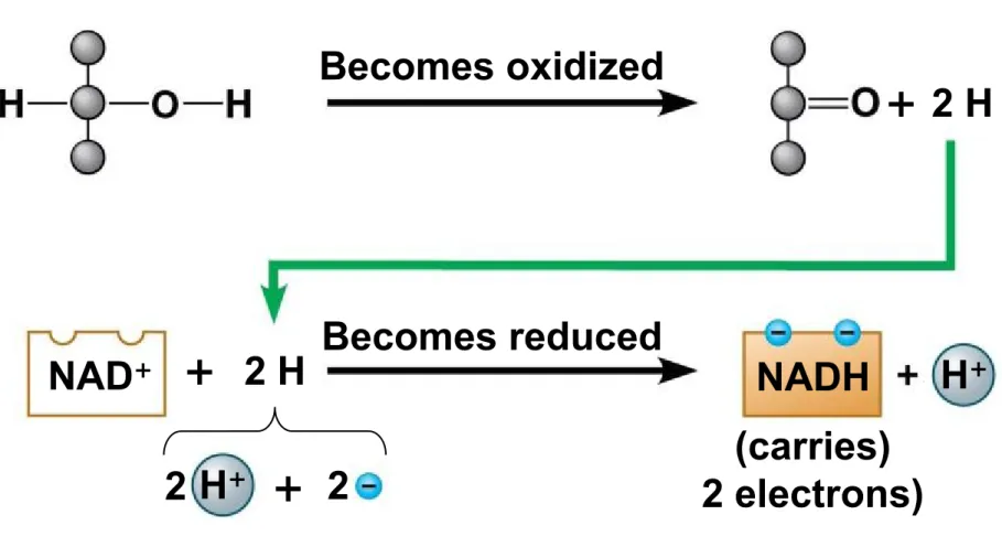 Figure 6.5b Becomes oxidized + 2 H +  2 H Becomes reduced NAD + NADH H + (carries) 2 electrons)+2 H+2