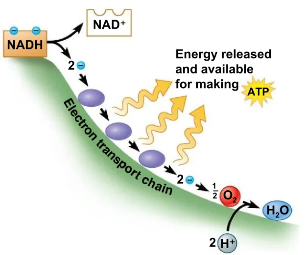 Figure 6.5c NAD + H +NADH Energy releasedand availablefor making22O22 H 2 O−21ATP