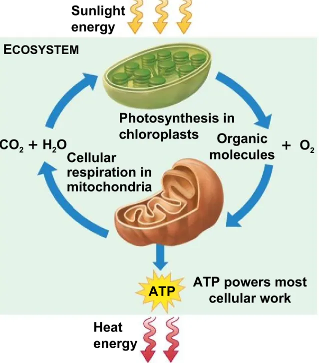 Figure 6.1 Sunlight energy E COSYSTEM Photosynthesis in chloroplasts Organic molecules Cellular respiration in mitochondria