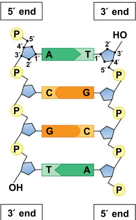 Figure 10.5b 5′ 5′1′2′ 2′ 4′ 3′4′3′P P P PPAT HOCG G C PP PTAOH5′ end 3′ end 3′ end 5′ end1′