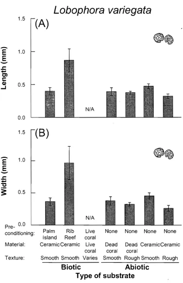 Fig. 2.5 Mean (A) length and (B) width of Lobophora variegate recruits as in Fig. 2.3 (except N=6)