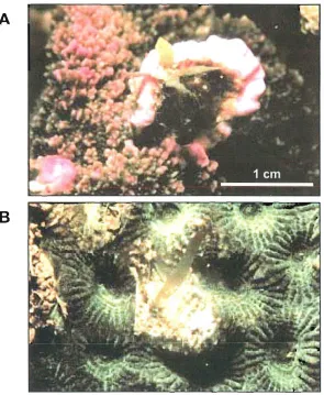 Fig. 2.6 Photographs of Sargassum spp. recruits growing on small dead tissue patches beside healthy coral tissue of (A) Montipora sp