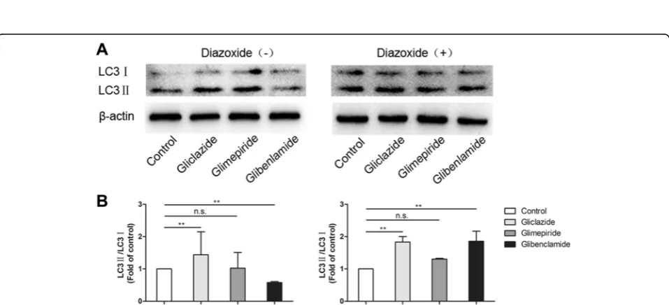 Fig. 2 Bcl-2 and Bax expression in SUs and SUs + DZ groups. a Representative image of Western Blot of cells extracts