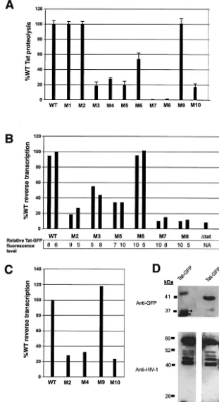 FIG. 2. Cleavage of wild-type (WT) and mutant HIV-1 Tat-GFP proteins by PR. (A) For each PR cleavage assay, mutant Tat-GFP proteins were synthesized in RRL translation reaction mixtures, and equivalent amounts of the Tat-GFP proteins were mixed asindicated