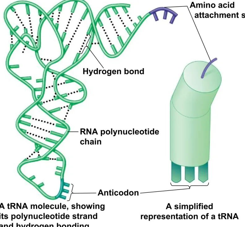 Figure 10.11a Amino acid   attachment site Hydrogen bond RNA polynucleotide chain A simplified representation of a tRNAA tRNA molecule, showing