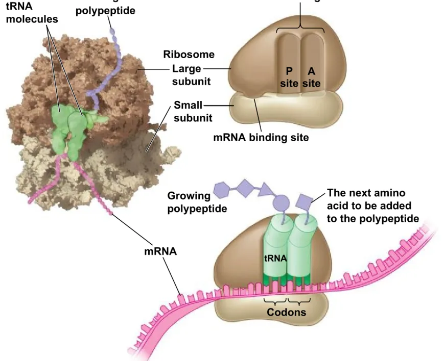 Figure 10.12-0 tRNA molecules Growing polypeptide Ribosome Large subunit