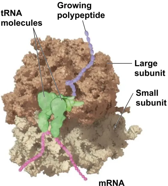 Figure 10.12-1 tRNA molecules Growing polypeptide Large subunit Small subunit mRNA
