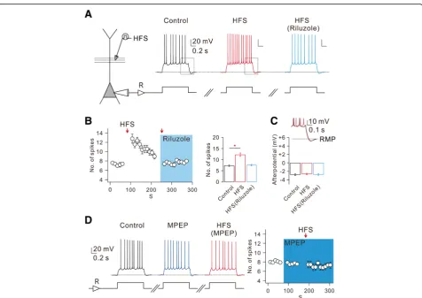 Fig. 1 mGluR5-dependent increased CA1 neuronal excitability is mediated by enhancement of Iplots of the mean number of spikes evoked by somatic current injections as a function of time (conditions (number of spikes during somatic current injection obtained