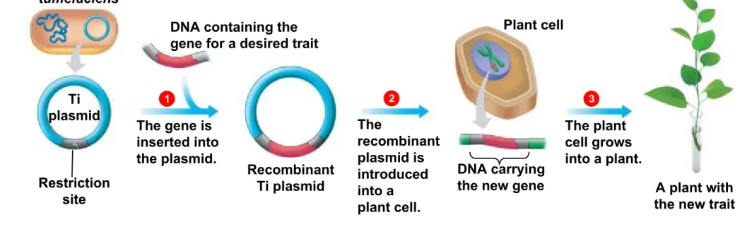 Figure 12.8a-3 Plant cell 21 3Agrobacteriumtumefaciens