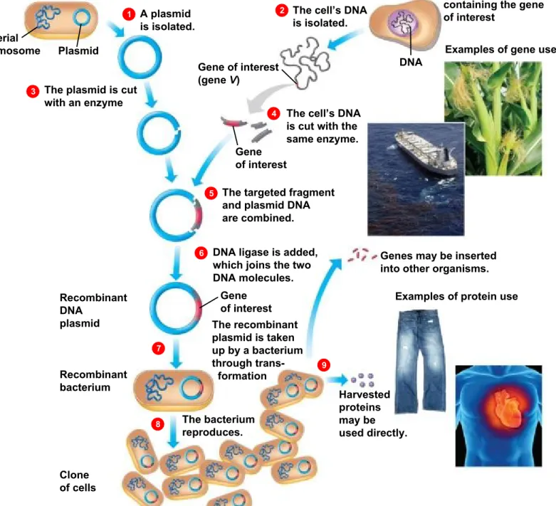 Figure 12.1b-0 Plasmid 1 2 3 4 5 6 7 9 8BacterialchromosomeE. coli bacterium A plasmid is isolated.