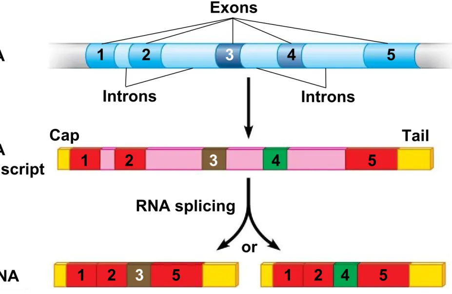 Figure 11.4-3 Exons DNA IntronsIntrons RNA transcript Cap Tail RNA splicing or mRNA 1 2 3 4 512345123512 45