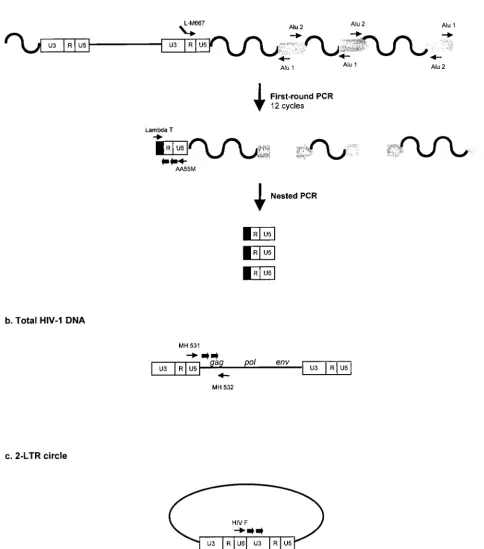 FIG. 1. Real-time PCR strategies and location of primers and probes for the quantiﬁcation of integrated HIV-1 DNA (a), total HIV-1 DNA(b), and two-LTR circles (c)