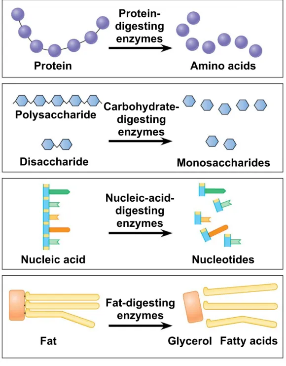 Figure 21.2b Food Molecules  Protein-digesting enzymes Protein  Carbohydrate-digesting enzymes ComponentsAmino acidsPolysaccharide Disaccharide  Nucleic-acid-digesting enzymes Nucleic acid Fat-digesting enzymes Fat MonosaccharidesNucleotides