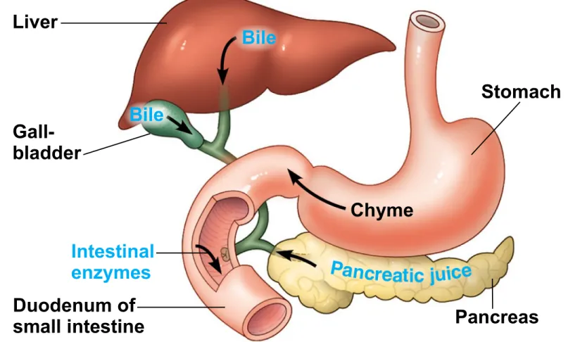 Figure 21.10a Liver Stomach  Gall-bladder Chyme Intestinal enzymes Duodenum of