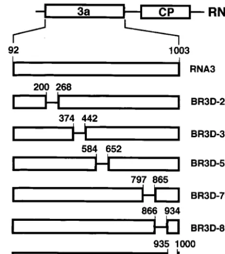 FIG. 1. Schematic representation of the deleted regions in BMVRNA3. Nucleotide deletions (69 and 66 nt) from 3a ORF (open box)