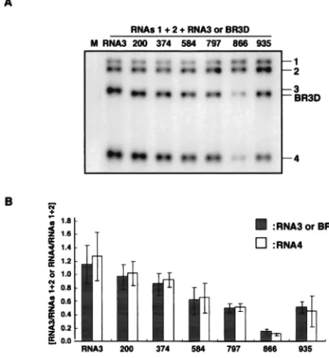 FIG. 3. Northern blot analysis of total RNA extracted from barleyprotoplasts at 24 h after inoculation with a mixture of in vitro tran-