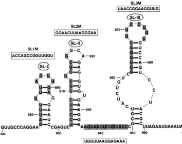 FIG. 4. Computer-predicted stem-loop structures in the 3�SL-III and in the sequence between SL-II and SL-III (bases are shaded), were replaced with synthetic oligonucleotides of identical length (bases-proximal region of the BMV 3a ORF
