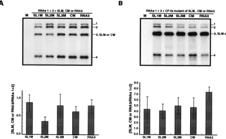 FIG. 5. Northern blot analysis of the virion RNA or total RNA fraction extracted from barley protoplasts at 24 h after inoculation with amixture of in vitro transcripts of BMV RNAs 1 and 2 and RNA3 mutants of SLMs and CM or their CP frameshift derivatives