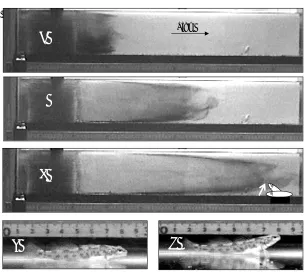 Fig. 10.2: Chemical cues are distributed unequally throughout the water column for water inflow