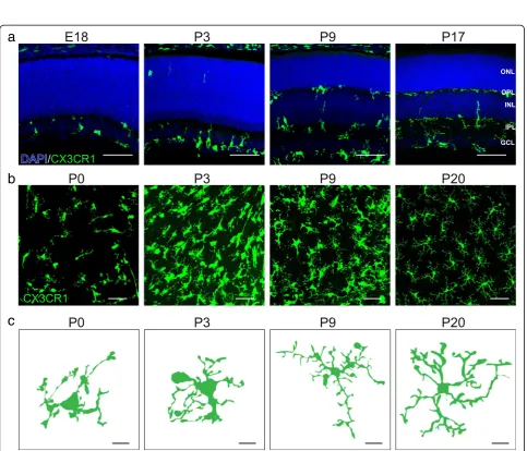 Fig. 1 Schematic of microglia development in mouse retina. a. Timeline of microglia entry to the retina