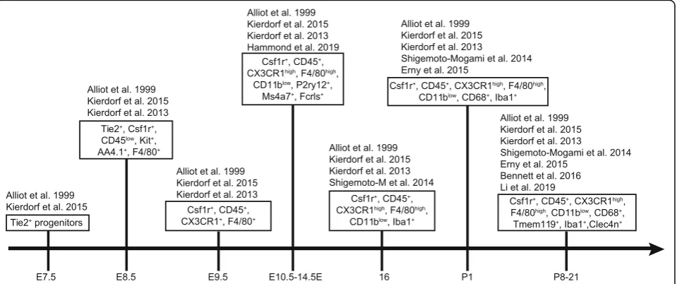 Fig. 3 Microglia biomarkers over CNS development. A timeline is presented that summarizes biomarkers for microglia over development in theCNS