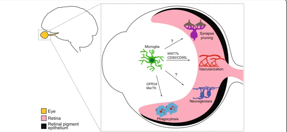 Table 3 Known pathways that contribute to cell and synapse engulfment
