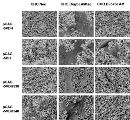 FIG. 3. Syncytium formation in CHO cell clones after transfection with expression plasmids encoding CDV envelope proteins