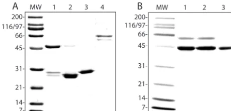 FIG. 6. Expressed �tional epitopes (A and B), andrequired D308/G309 of VP5* (C). (A and B) Expressed protein (1.25to 20GST fusion protein or GST (40functional (closed symbol) or unrelated (matching open symbol)epitopes in EIA