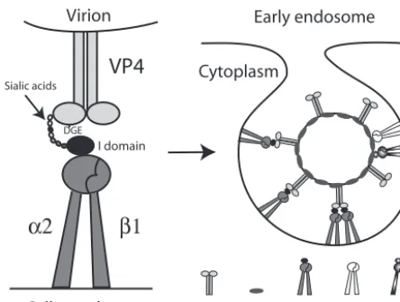 FIG. 7. Model for involvement of �integrins, as Cabinding to ligands. A direct entry mechanism for rotavirus (28) appears tobe less likely than endocytosis (4, 17) but also would be compatible withThis reduction in [Cacellular interactions of integrin-usin