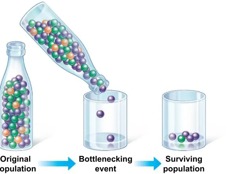 Figure 13.12a-3 Original population Bottleneckingevent Surviving population