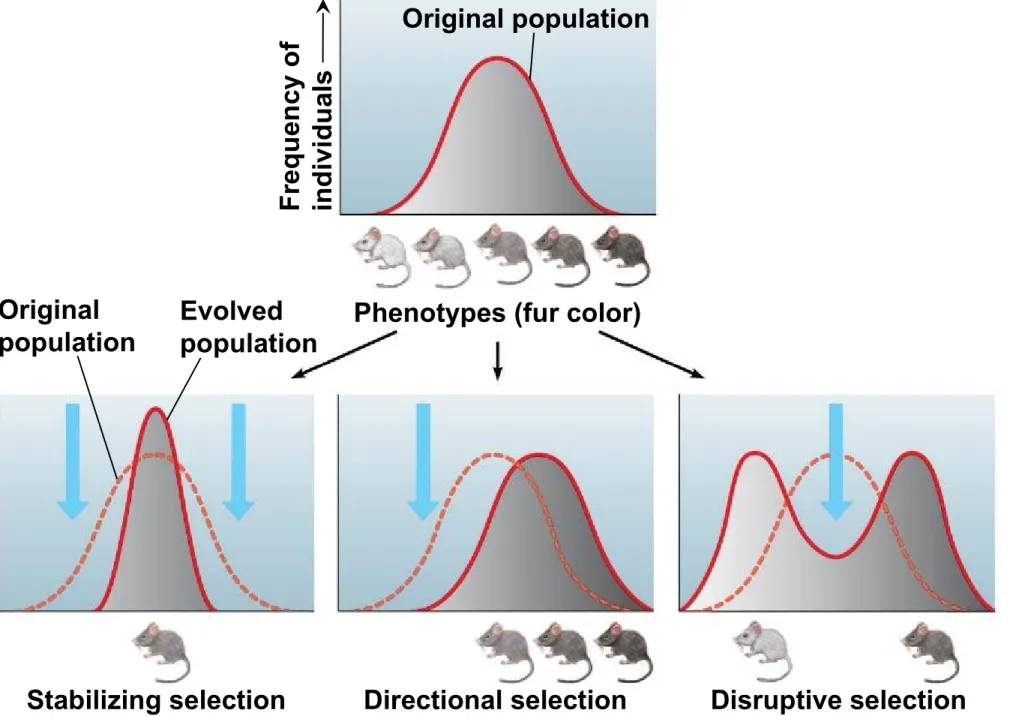 Figure 13.14 Original population Original population Frequency of individualsEvolved
