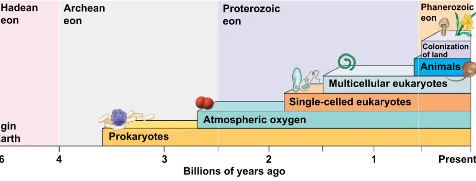 Figure 15.4-0 Hadean eon Archean eon Proterozoic eon Phanerozoiceon Origin of Earth Prokaryotes Atmospheric oxygen Single-celled eukaryotes Multicellular eukaryotes Animals Colonizationof land Present Billions of years ago