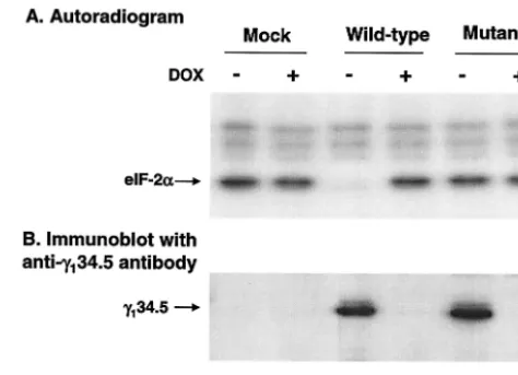 FIG. 1. (A) eIF-2� phosphatase activity in cells transfected with the34.5 gene. HeLa cells (Tet-off) grown in Dulbecco modiﬁed Eagle